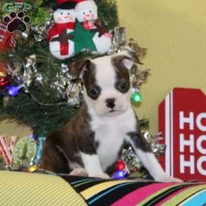 Myrrh, Boston Terrier Puppy